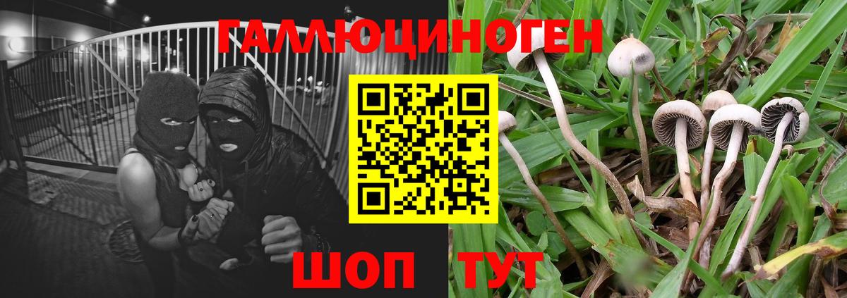 Галлюциногенные грибы GOLDEN TEACHER Новосибирск